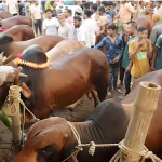 কুরবানির পশুর হাটে চাঁদাবাজি সহ্য করা হবে না-কঠোর হুঁশিয়ারি প্রতিমন্ত্রীর