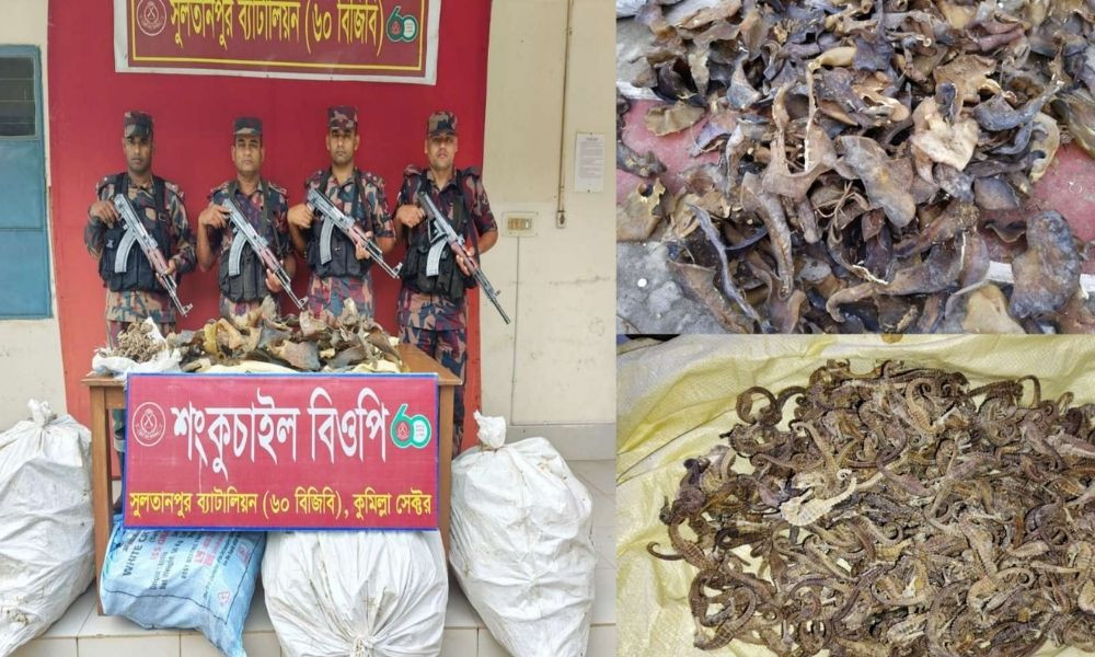 বিপুল হাঙরের পাখা ও সি হর্স জব্দ