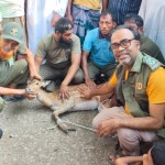 বরগুনায় প্রাণ বাঁচাতে লোকালয়ে সুন্দরবনের হরিণ!
