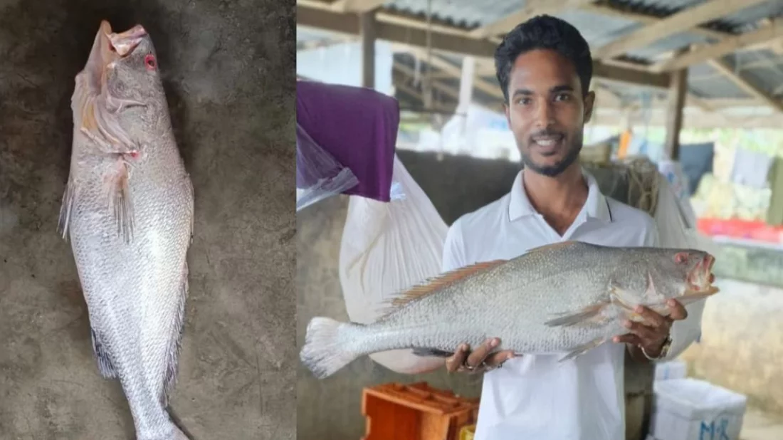 এক পিস পোয়া মাছ বিক্রি হলো ৮০ হাজার টাকায়, কিন্তু কেন?