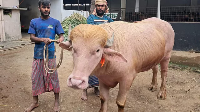 নারায়ণগঞ্জে ৭০০ কেজির মহিষের নাম ডোনাল্ড ট্রাম্প!