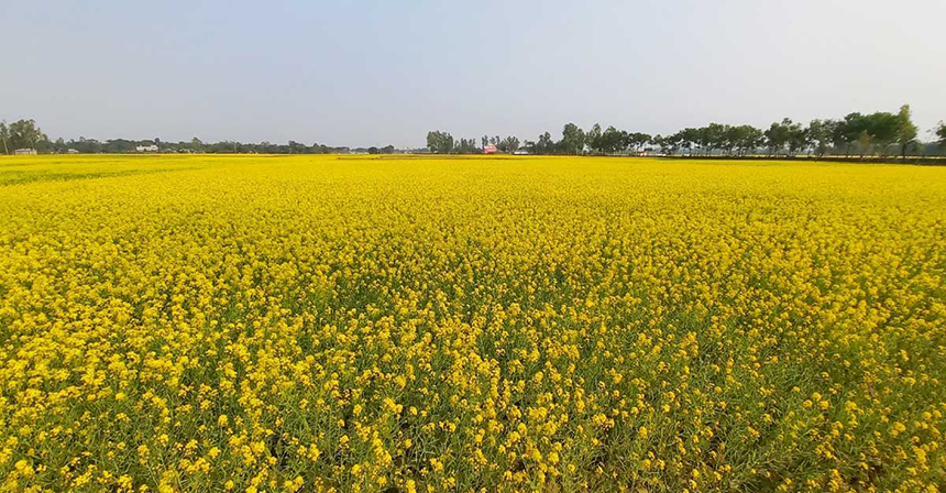 আগামী মৌসুমে বিনামূল্যে তেলবীজ পাবেন কৃষকরা
