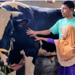 দরজা ভেঙে বের করতে হবে ৩০ মণের বুলেট, কোরবানির হাটে তোলপাড়!