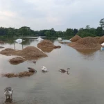 হবিগঞ্জে বাঁধ ভেঙে হাওরে পানি, ডুবছে ধানক্ষেত