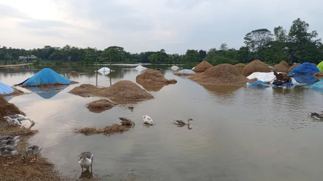 হবিগঞ্জে বাঁধ ভেঙে হাওরে পানি, ডুবছে ধানক্ষেত