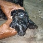 রাজবাড়ীতে বিরল ঘটনা-এক চোখ বিশিষ্ট বাছুরের জন্ম