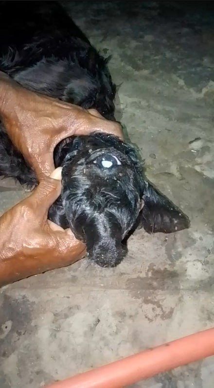 রাজবাড়ীতে বিরল ঘটনা-এক চোখ বিশিষ্ট বাছুরের জন্ম