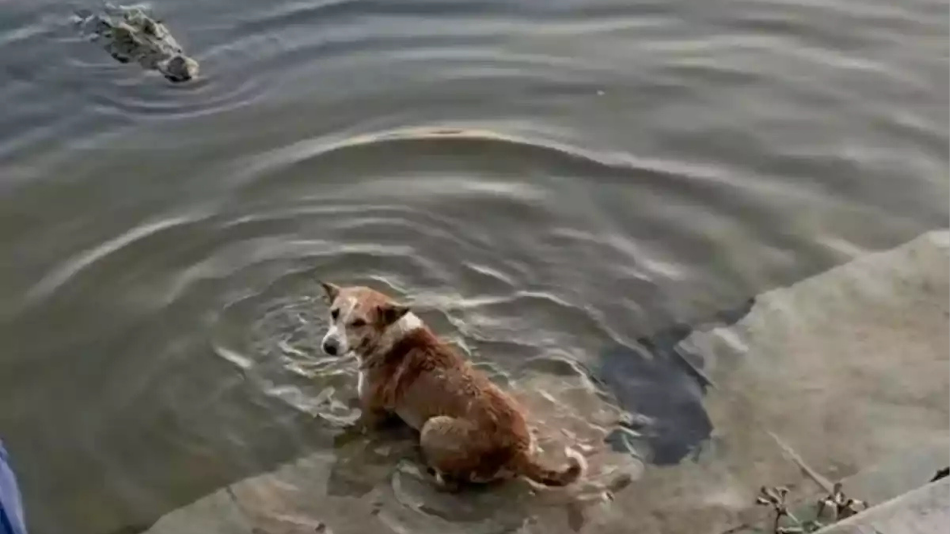 কুমিরকে কুকুর খাওয়ানো নাকি দুর্ঘটনা? ভিডিও ভাইরাল, আসল ঘটনা কী?