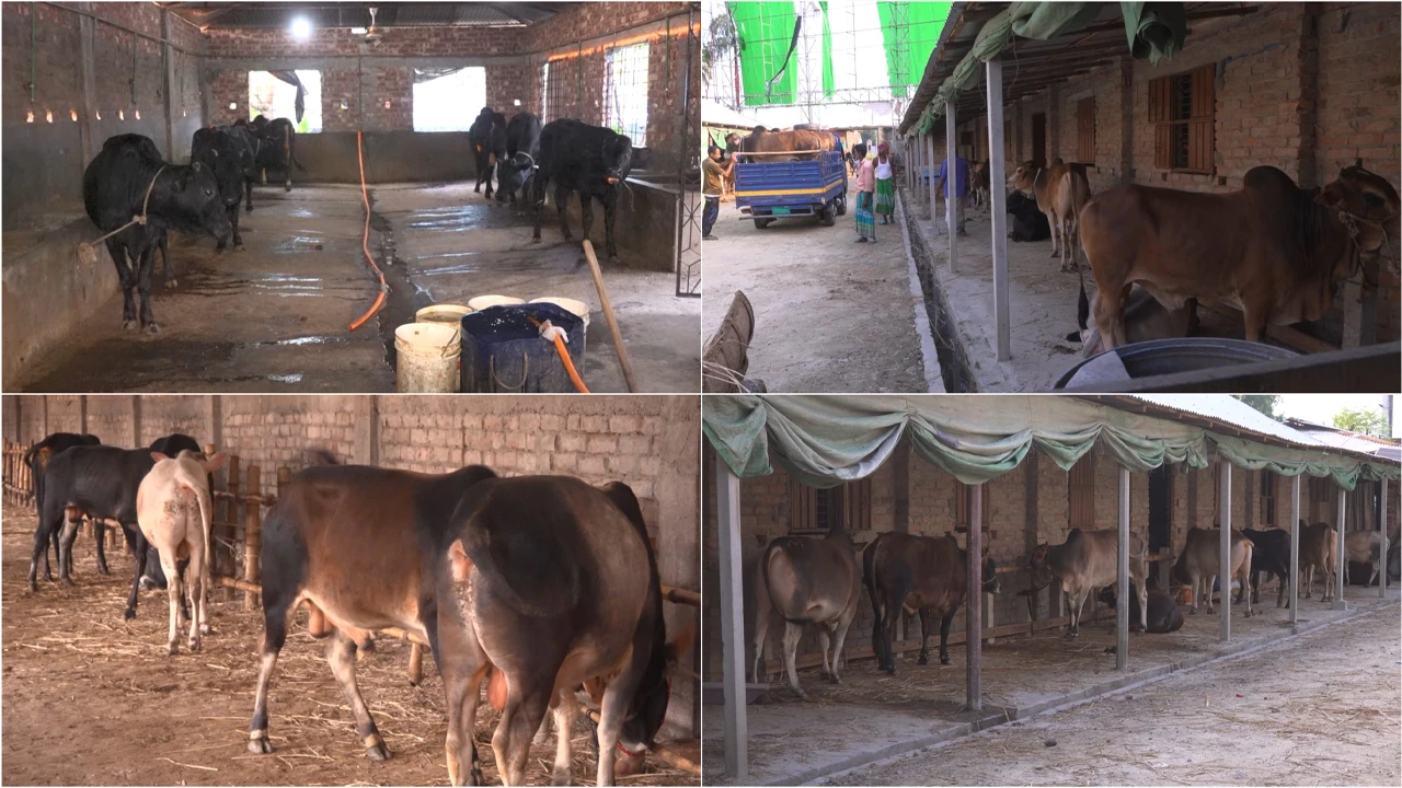 ব্যতিক্রমী এক আবাসিক হোটেল, মানুষ নয় গরু থাকার জন্য!