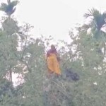 নিখোঁজ নারী মিলল তেঁতুল গাছের মগডালে!