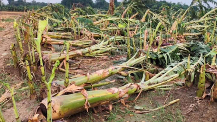 কালবৈশাখীর তাণ্ডবে চুয়াডাঙ্গায় ফসলহানি, কৃষকের ক্ষতি কোটি টাকার বেশি!