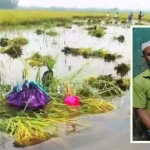হাওড়ে ধান তলিয়ে যাওয়ার শোক সইতে না পেরে কৃষকের মৃত্যু!