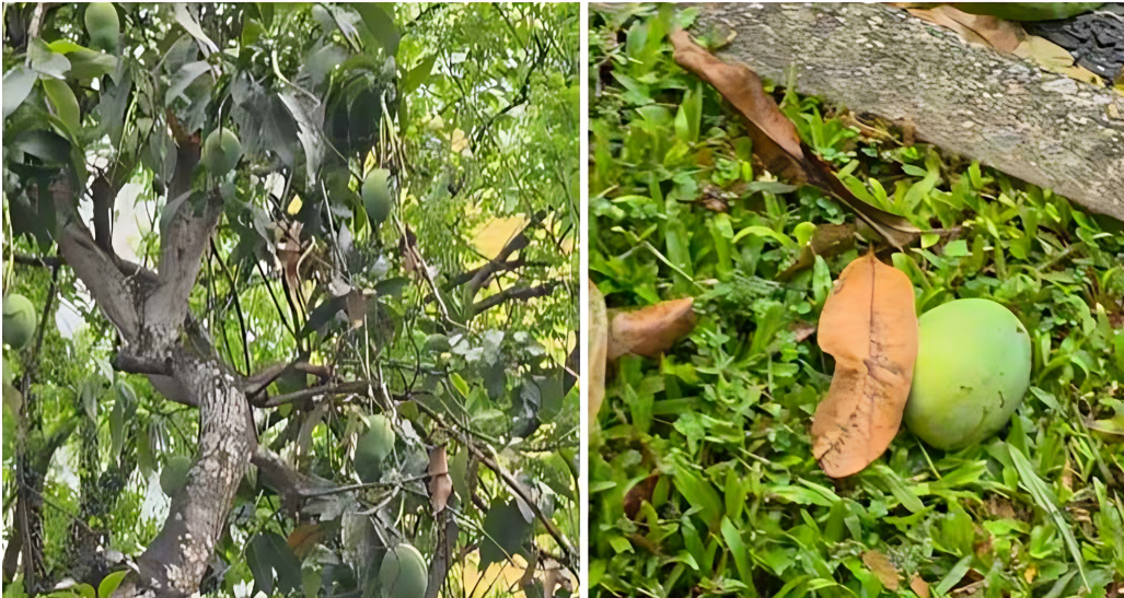 পড়ে থাকা আম কুড়ালেই লাখ টাকার জরিমানা! সিঙ্গাপুরের আইন ঘিরে তোলপাড়
