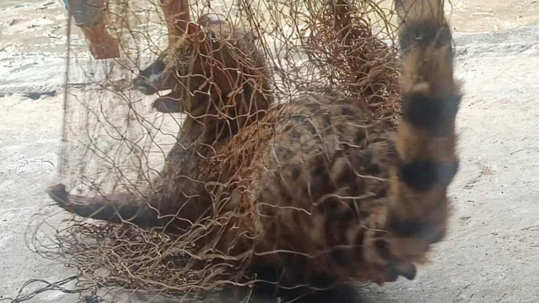 নলডাঙ্গায় কৃষকের জালে ধরা পড়লো খাটাশ