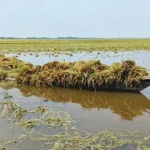 হাওড়ের ক্ষতিগ্রস্ত কৃষকদের সহায়তা দেওয়া হবে: মন্ত্রী