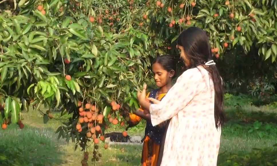 পাবনায় বিনামূল্যে লিচু খাওয়ার অনন্য উদ্যোগ, আলোচনায় মানবিক বাগান!