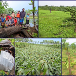 ঠাকুরগাঁওয়ে গভীর রাতে কালবৈশাখীর তাণ্ডব, ঘরবাড়ি-ফসলের ব্যাপক ক্ষতি
