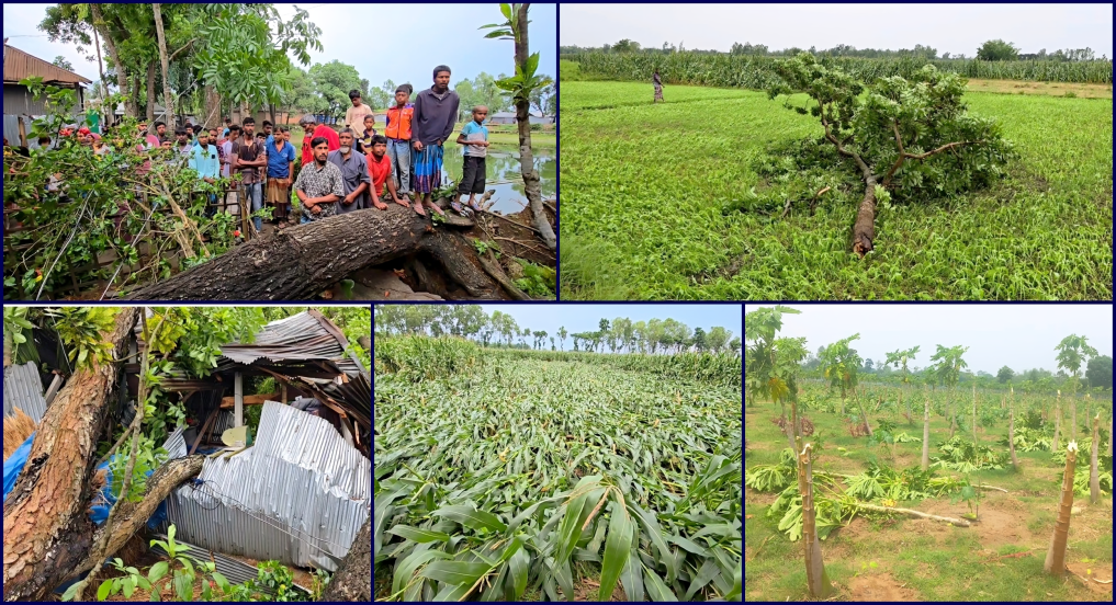 ঠাকুরগাঁওয়ে গভীর রাতে কালবৈশাখীর তাণ্ডব, ঘরবাড়ি-ফসলের ব্যাপক ক্ষতি