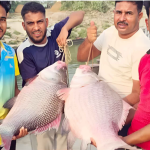 পদ্মা-যমুনার মোহনায় ধরা পড়ল দুই বিশাল কাতলা, নিলামে বিক্রি ৯১ হাজার ৫০০ টাকায়