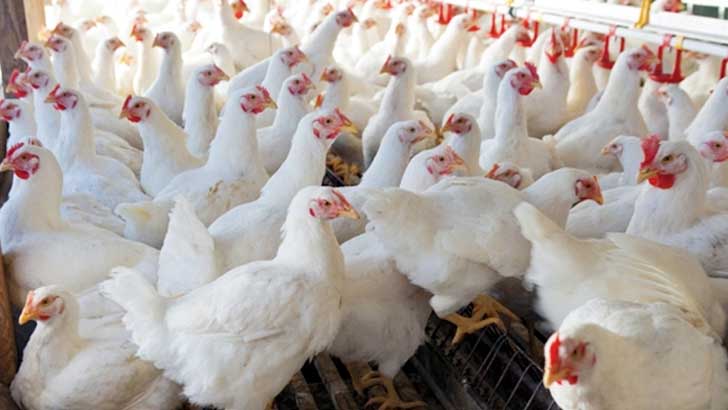 ঈদের আগে বাড়লো মুরগির দাম