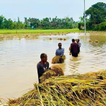 কালবৈশাখীর আঘাতে ৮৩২ হেক্টর জমির ফসল নষ্ট!