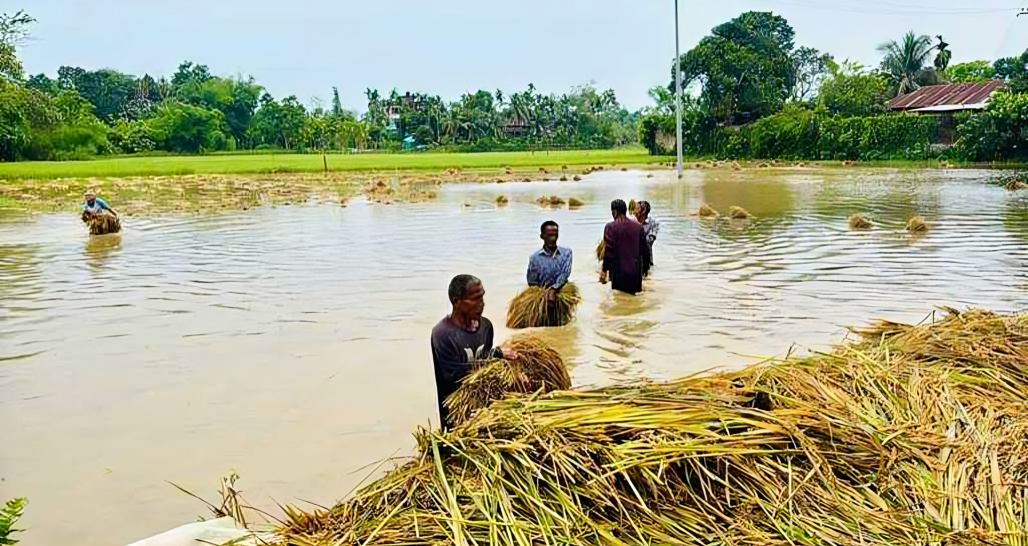 কালবৈশাখীর আঘাতে ৮৩২ হেক্টর জমির ফসল নষ্ট!