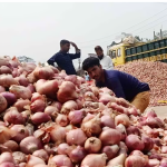 বাম্পার ফলনে পেঁয়াজে স্বয়ংসম্পূর্ণতার পথে বাংলাদেশ, কমছে আমদানির চাপ