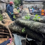 কালবৈশাখী ঝড়ে দোকানের ওপর গাছ উপড়ে পড়ে প্রাণ গেল ঘুমন্ত ব্যবসায়ীর