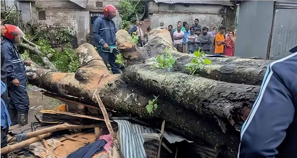 কালবৈশাখী ঝড়ে দোকানের ওপর গাছ উপড়ে পড়ে প্রাণ গেল ঘুমন্ত ব্যবসায়ীর