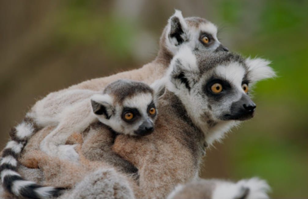 গাজীপুর সাফারি পার্ক থেকে ৩টি আফ্রিকান লেমুর চুরি, লেমুর শূন্য পার্ক