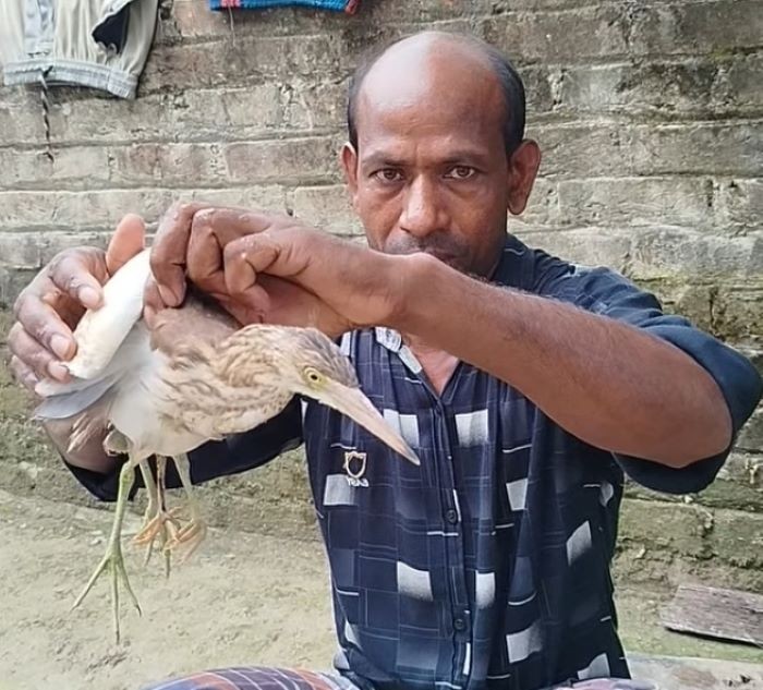 কুড়িগ্রামে দেখা মিলেছে চার পা বিশিষ্ট এক বিরল বক