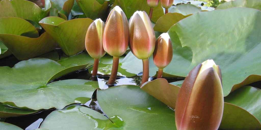 ইসির প্রতীকের তালিকায় নতুন সংযোজন শাপলা কলি, গেজেট প্রকাশ