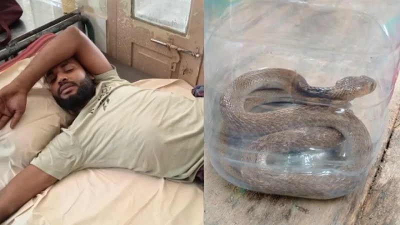 সাপের কামড় খেয়ে সাপ নিয়ে হাসপাতালে যুবক!