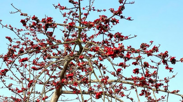 কমলগঞ্জে শিমুল ফুলের সৌন্দর্যে প্রকৃতি সেজেছে বসন্তের রঙে