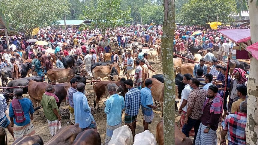 ফেনীতে কোরবানির পশুর হাটে জমে উঠেছে বেচাকেনা