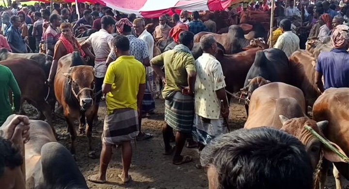 গাইবান্ধার হাটগুলোতে কোরবানির গরু বেশি, ক্রেতা কম