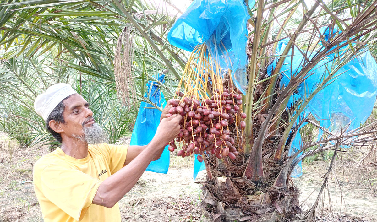 আক্কেলপুরে বাণিজ্যিকভাবে চাষ হচ্ছে মরুভূমির উন্নত জাতের খেজুর