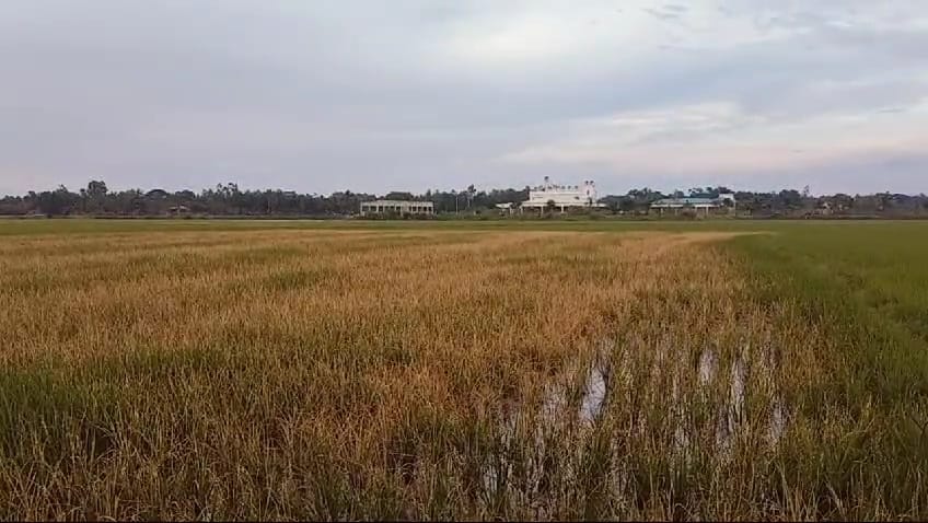 মালিকানা নিয়ে বিরোধ: আমন খেতে আগাছানাশক প্রয়োগের পাল্টাপাল্টি অভিযোগ
