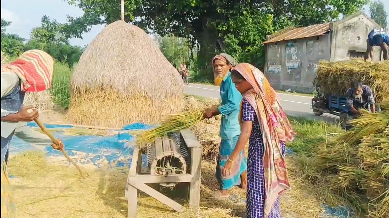 বগুড়ার সোনাতলায় আউশের বাম্পার ফলন