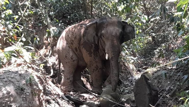 লামায় বন্য হাতির আক্রমণে কৃষকের মৃত্যু
