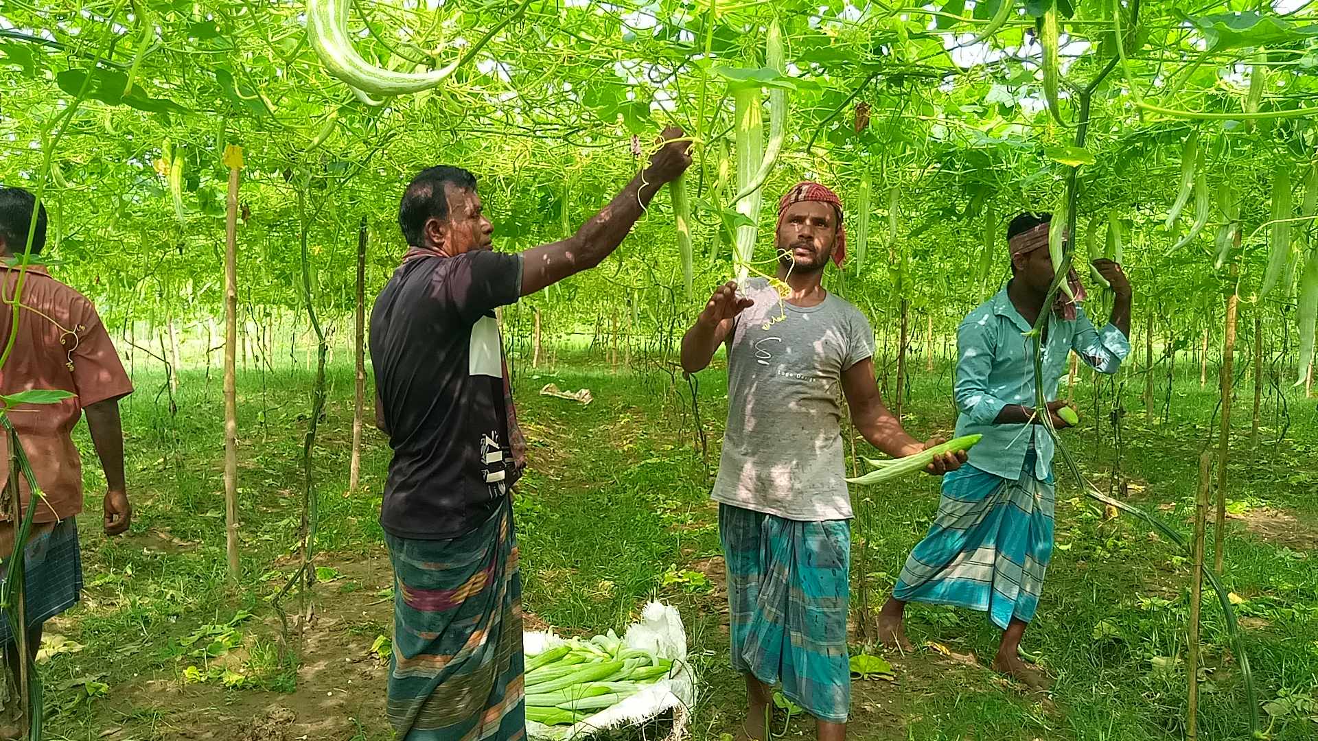 চিচিঙ্গা চাষে স্বাবলম্বী রাণীশংকৈলের চাষিরা!