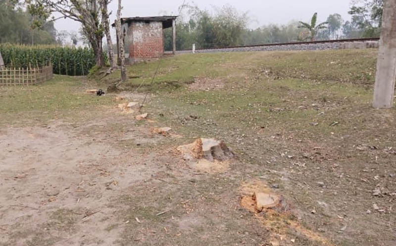 চিলাহাটিতে রেলের গাছ কেটে বিক্রির অভিযোগ তিন শিক্ষকের বিরুদ্ধে!