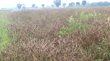 দৌলতপুরে পানি নিষ্কাশন ব্যবস্থা ভেঙে পড়ায় কয়েক হাজার হেক্টর জমির ফসল বিনষ্ট