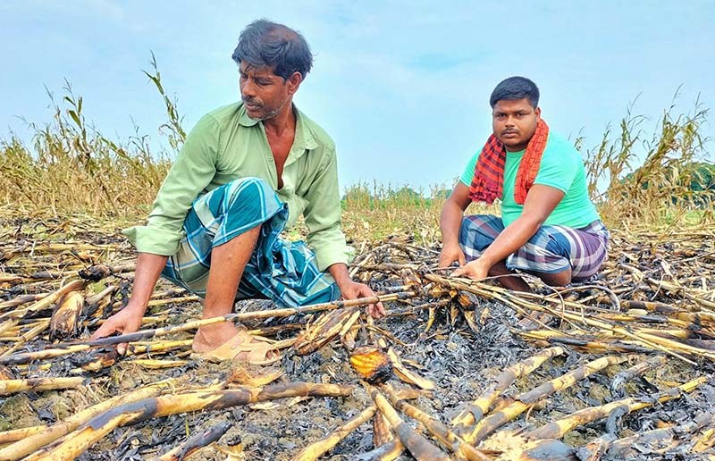 দৌলতপুরে দুর্বৃত্তের আগুনে পুড়ে ছাই কৃষকের দেড় বিঘা জমির ভুট্টা