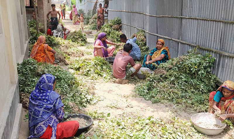 সুজানগরের চরাঞ্চলে চিনাবাদামের বাম্পার ফলন, কৃষকের মুখে হাসি
