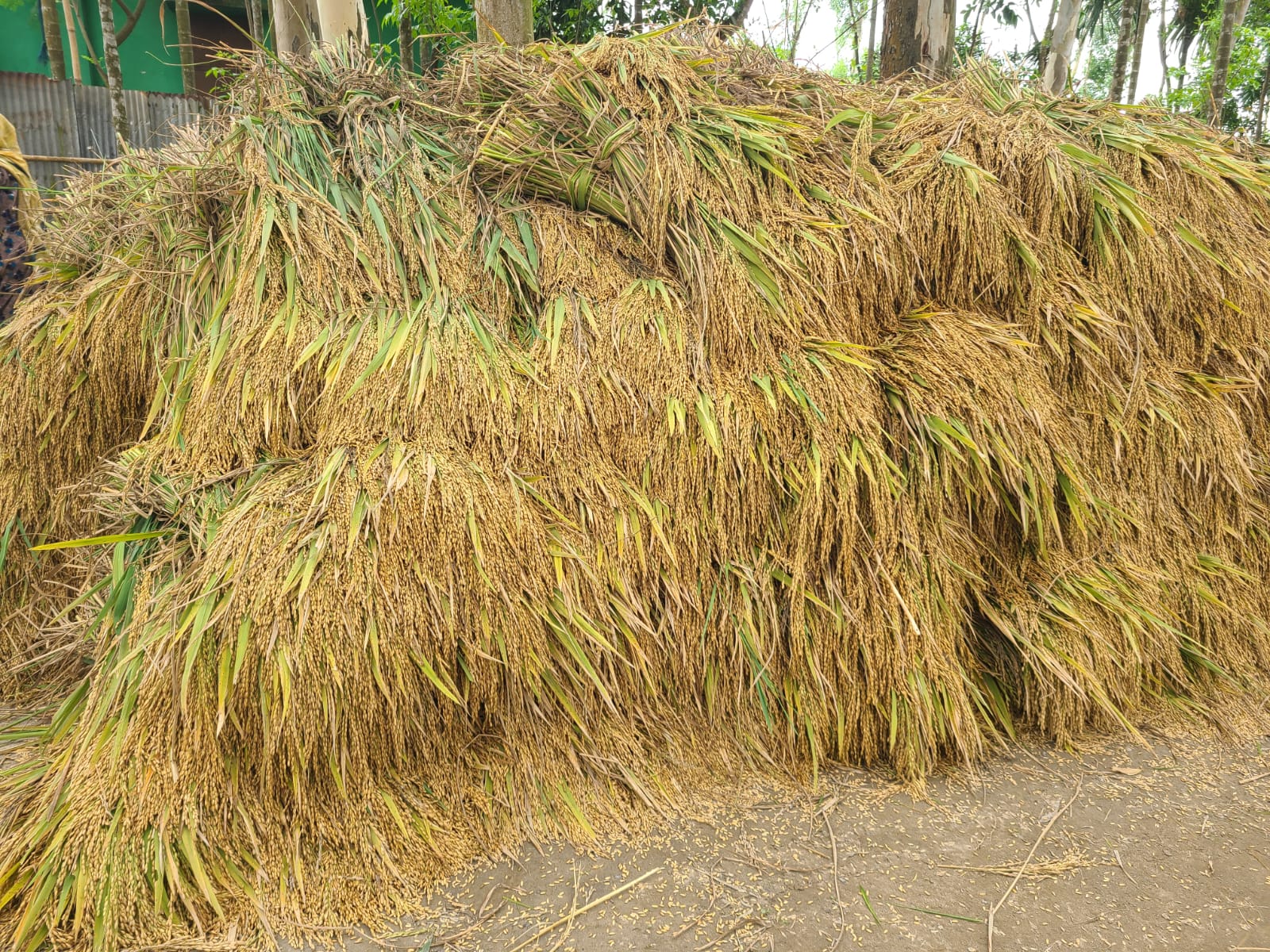 গাইবান্ধা সদরে ইরি-বোরো ধানের বাম্পার ফলন, কৃষকদের মুখে হাসি