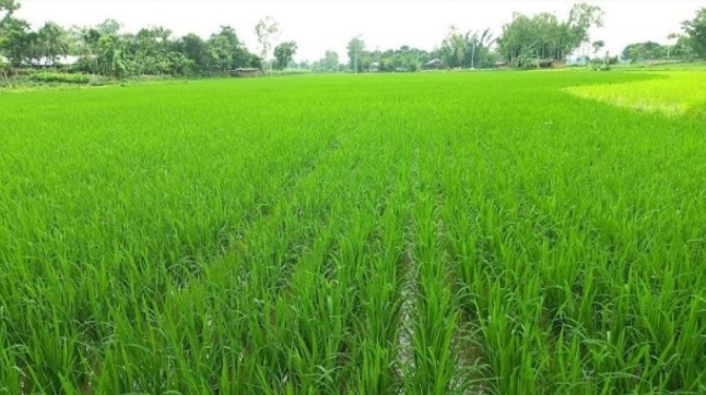 মাধবপুরে কৃষকের স্বপ্নায়িত সবুজ ফসলের মাঠ দুলছে বাতাসের তালে