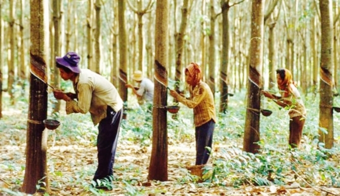 নানা কারণে ধ্বংসের দ্বারপ্রান্তে শাহজীবাজার রাবার বাগান