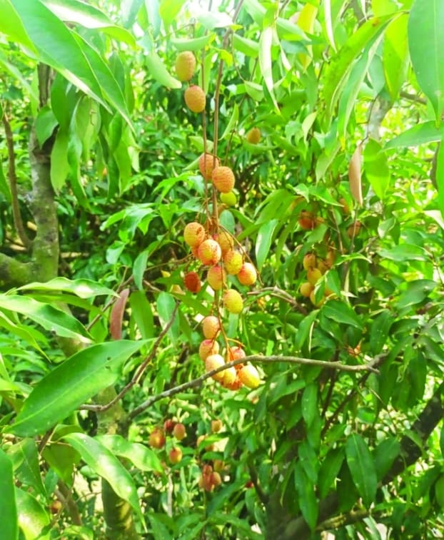বাঁশখালীতে লিচুর বাম্পার ফলন