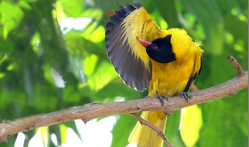 হারিয়ে যাচ্ছে হলদে পাখি ‘বউ কথা কও’